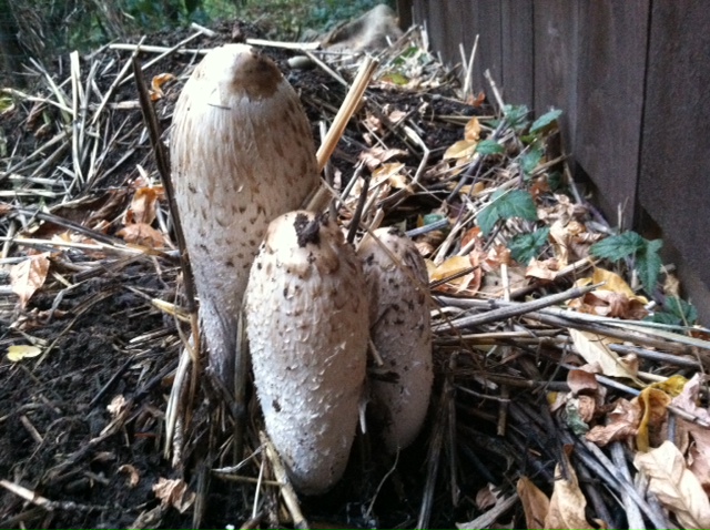 What Kind of Mushroom is This?