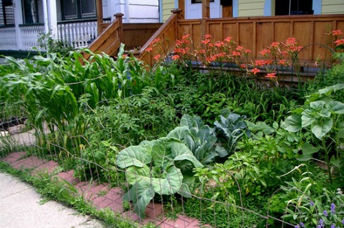 Pictures of Front Yard Vegetable Gardens