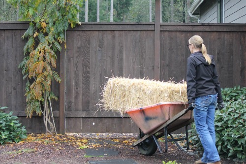 Mavis Garden Blog – Using Straw to Overwinter the Vegetable Garden