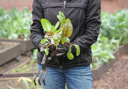 Mavis Garden Blog – For the Love of Swiss Chard