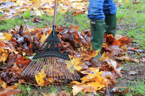 Mavis Garden Blog – How to Find Free Compost