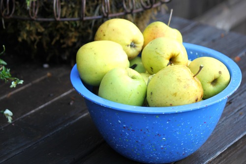 Mavis and the Scabby Apples