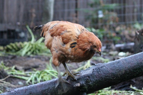 Raising Backyard Chickens – 3 Month Check Up