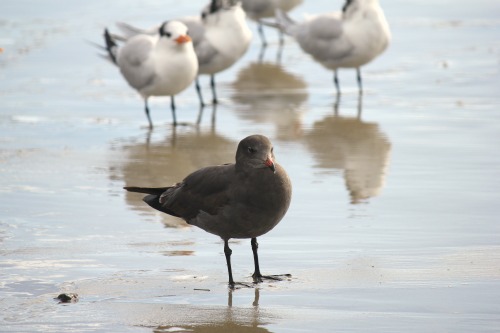 Salt Creek Beach – Dana Point, California