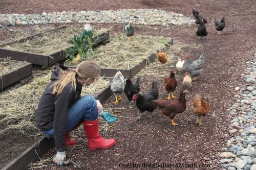 Mavis Garden Blog – Free Range Chickens Will Eat Your Garden Vegetables