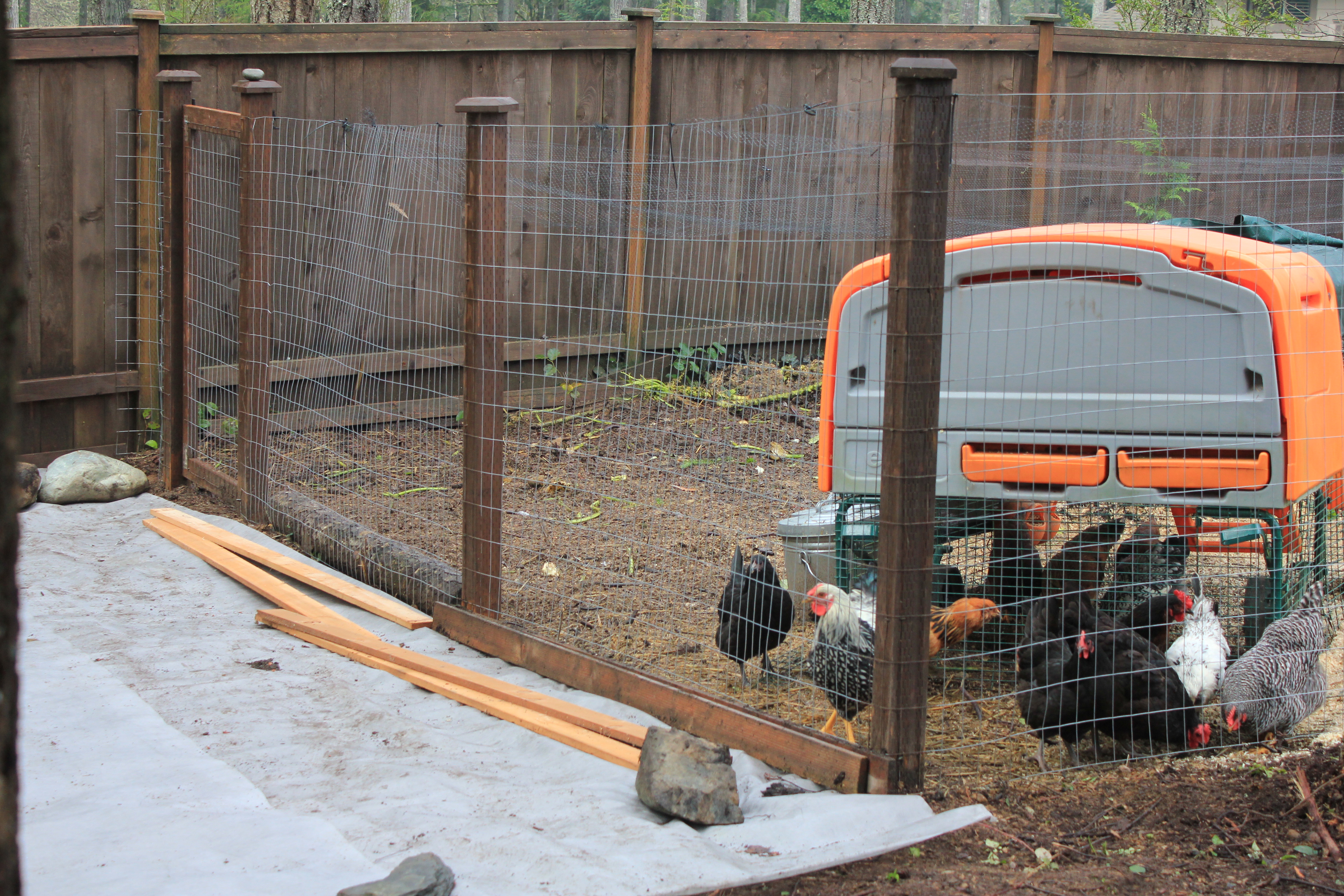 Raising Backyard Chickens in Suburbia