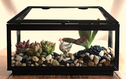 How to Make a Succulent Terrarium