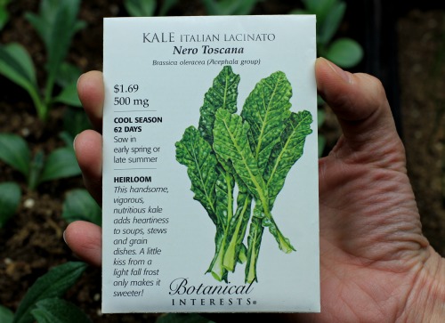 How to Grow Kale {Start to Finish}