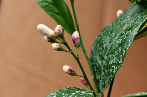 How to Plant a Meyer Lemon Tree in a Container