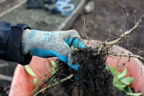 Mavis Garden Blog – Moving Raised Garden Beds