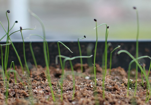 Mavis Garden Blog – Seedlings Update