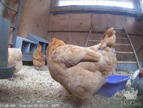 The Hen Cam – Watch Chickens and Goats Live from Massachusetts