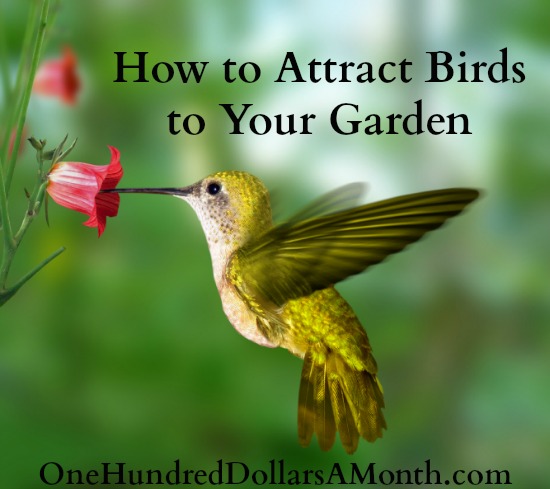 How to Attract Birds to Your Garden