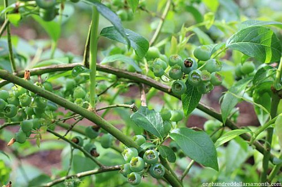 How to Plant a Blueberry Bush