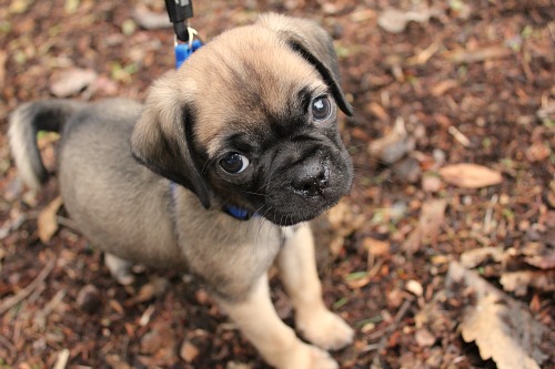 Meet Lucy… Our New Puggle Dog