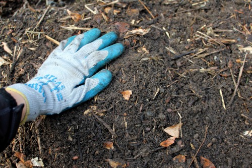 How to Grow Rhubarb {Start to Finish}