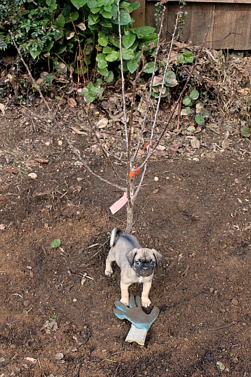 How to Plant Fruit Trees in Your Backyard