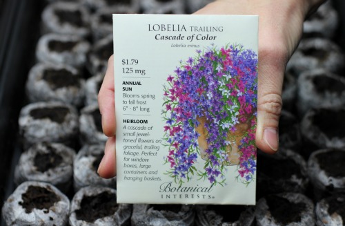 How to Grow Lobelia {Start to Finish}