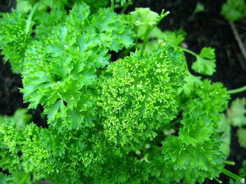 How to Grow Parsley {Start to Finish}