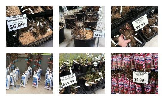 Blueberry Bushes, Fruit Trees, Strawberries, Rhubarb, Raspberries, Roses Now in Stock!