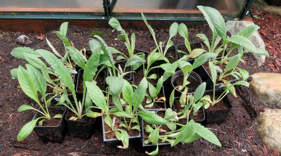 Mavis Garden Blog – Transplanting Artichoke Seedlings