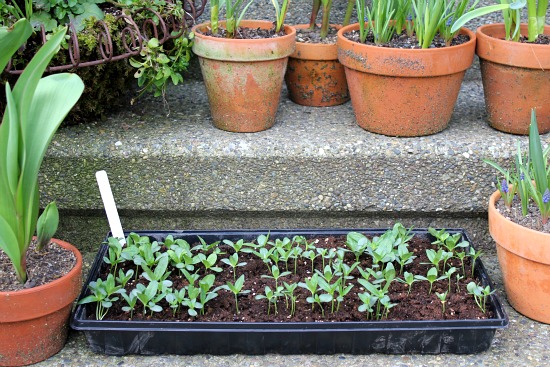 How to Harden Off Seedlings