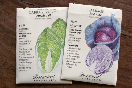 How to Grow Cabbage {Start to Finish}