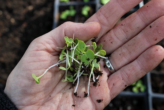 How to Grow Cauliflower {Start to Finish}