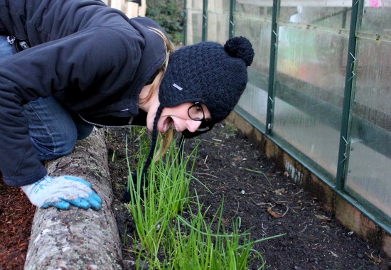 Mavis Garden Blog – Planting Broccoli, Cauliflower and Checking the Chives