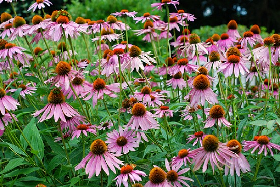 How to Grow Echinacea {Start to Finish}