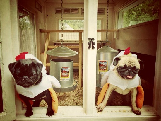 Mavis Mail – Aubre From Louisiana Sends in Her Pug and Hen Photos