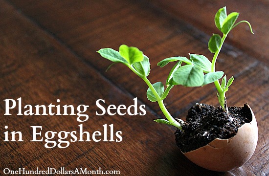 Gardening Projects for Kids – Planting Seeds in Eggshells