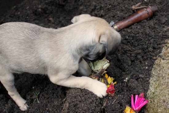 Mavis Garden Blog – Planting Swiss Chard and Hostas