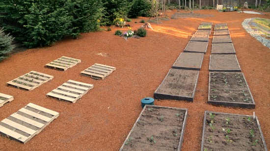 Mavis Butterfield | Backyard Garden Plot Pictures – Week 14 of 52