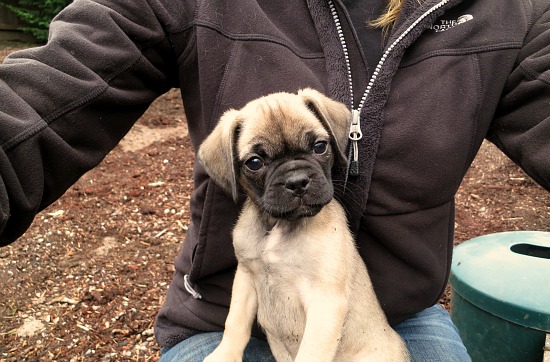 Lucy the Puggle Dog – Training Bells, Dog Treats, Fences, Beds and Bowls