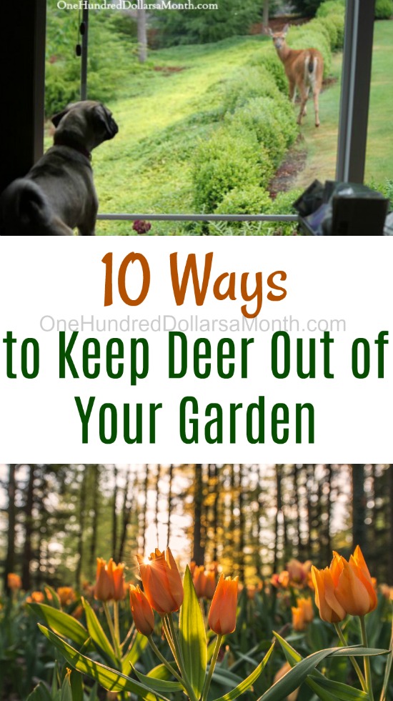 10 Ways to Keep Deer Out of Your Garden