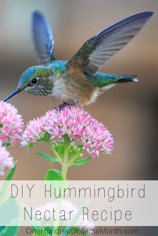 DIY Hummingbird Nectar Recipe