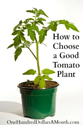 How to Choose a Good Tomato Plant