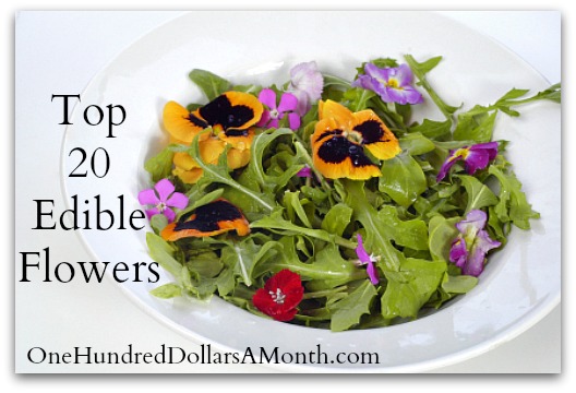 Top 20 Edible Flowers – From Garden to Kitchen