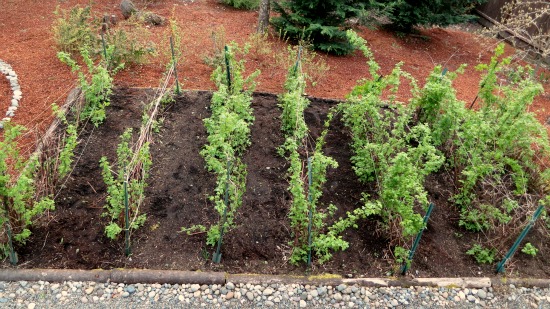 Backyard Gardening – Thinning Out Raspberry Canes