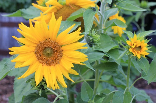 Ask Mavis – Beneficial Flowers for a Vegetable Garden to Deter Pests and Attract Good Bugs