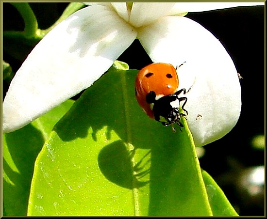 Protect Your Garden with Beneficial Insects