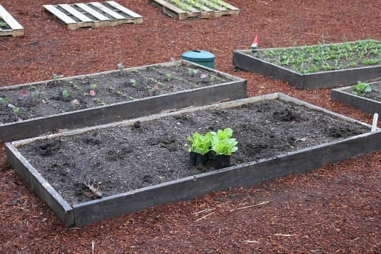 Mavis Garden Blog – Planting Chinese Cabbage