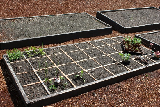 Can You Grow Potatoes in a Square Foot Garden?