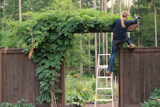 Mavis Garden Blog – Planting Wisteria and Sprucing up the Window Box