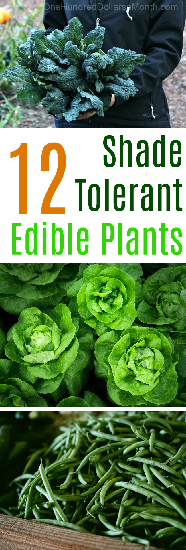 10 Shade Tolerant Edible Plants