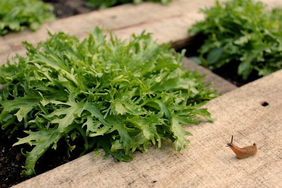 DIY Wood Pallet Garden