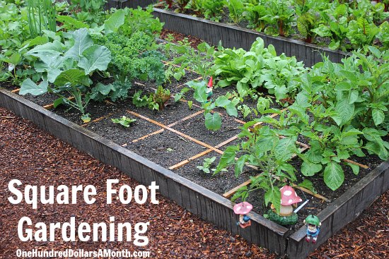Square Foot Gardening – Slugs Ate My Cucumber Plants