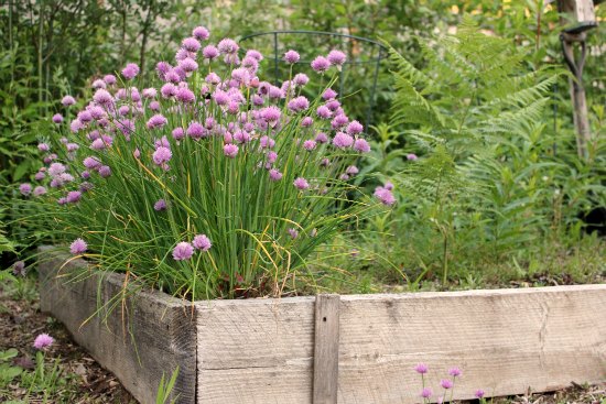 Mavis Checks in on Her Neighbor Girly Girl’s Garden