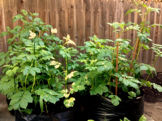 Help! My Potatoes Plants Are Falling Over